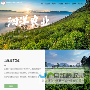 五峰泗洋农业开发有限公司-官网_茶叶